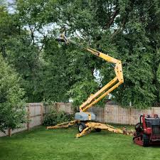 Best Palm Tree Trimming  in Buchanan, VA