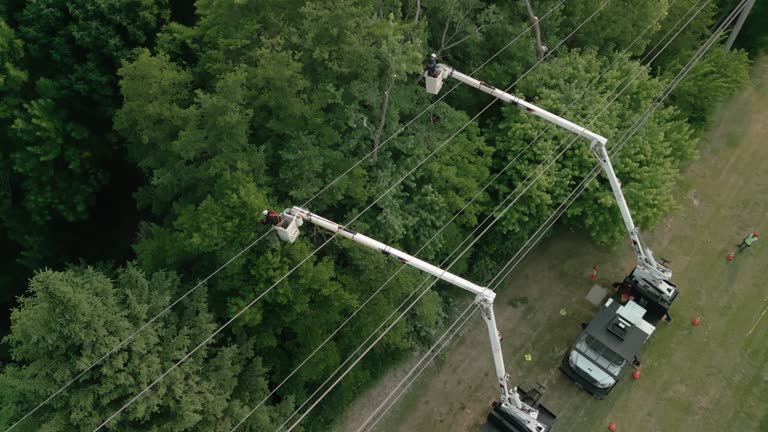 Buchanan, VA Tree Removal Company